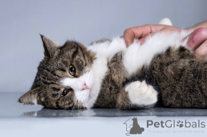 Zdjęcie №3. Młody kot Bucks szuka domu.. Federacja Rosyjska