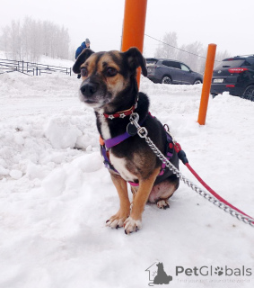 Zdjęcie №2 do zapowiedźy № 162858 na sprzedaż  pies nierasowy - wkupić się Federacja Rosyjska prywatne ogłoszenie