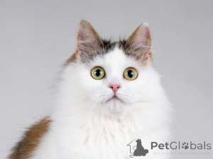 Zdjęcie №4. Sprzedam  w Москва. prywatne ogłoszenie - cena - Bezpłatny