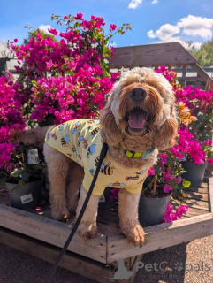 Zdjęcie №2 do zapowiedźy № 169360 na sprzedaż  cocker spaniel amerykański - wkupić się Finlandia prywatne ogłoszenie