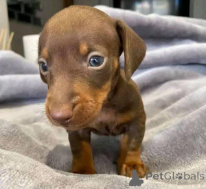 Zdjęcie №1.  - na sprzedaż w Florencja | negocjowane | Zapowiedź №163603