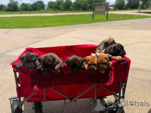Zdjęcie №4. Sprzedam cane corso w Aalborg. prywatne ogłoszenie, hodowca - cena - 3109zł