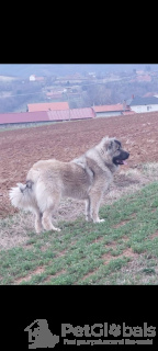 Zdjęcie №4. Sprzedam otterhound w Belgrad.  - cena - negocjowane