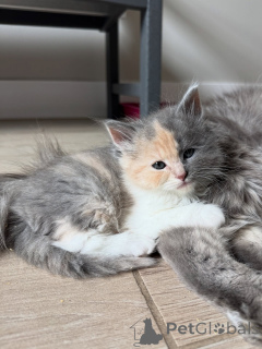 Zdjęcie №3. Dostępny przyjazny i czuły syberyjski kotek. Niemcy