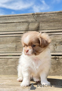 Zdjęcie №1. chihuahua (rasa psów) - na sprzedaż w Lappeenranta | 1674zł | Zapowiedź №167375