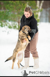 Zdjęcie №4. Sprzedam pies nierasowy w Москва.  - cena - Bezpłatny