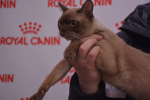 Zdjęcie №2 do zapowiedźy № 5693 na sprzedaż  kot burmski - wkupić się Federacja Rosyjska od żłobka, hodowca