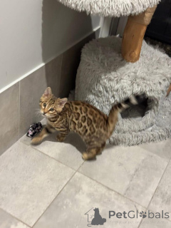 Zdjęcie №1. kot bengalski - na sprzedaż w Renens | 3588zł | Zapowiedź № 152761