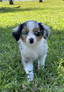 Zdjęcie №1. owczarek australijski - na sprzedaż w Hamminkeln | 4305zł | Zapowiedź №150656