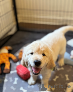 Zdjęcie №2 do zapowiedźy № 161336 na sprzedaż   - wkupić się Gruzja 