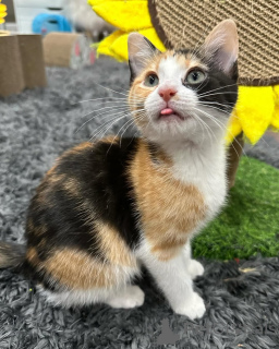 Zdjęcie №1. kot domowy - na sprzedaż w Monachium | 2870zł | Zapowiedź № 150624