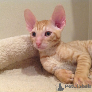 Zdjęcie №3. Kocięta czystej krwi Cornish Rex. Monaco