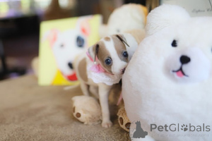 Zdjęcie №3. Dean Janet Kay Puppies House. USA