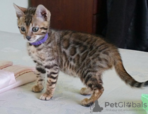 Zdjęcie №2 do zapowiedźy № 97211 na sprzedaż  kot bengalski - wkupić się Bułgaria 