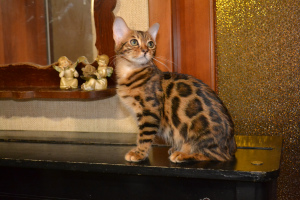 Zdjęcie №1. kot bengalski - na sprzedaż w Никополь | 1602zł | Zapowiedź № 4612