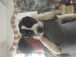 Zdjęcie №3. Szczenięta CAO na sprzedaż. Białoruś