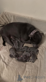 Zdjęcie №2 do zapowiedźy № 160033 na sprzedaż  staffordshire bull terrier - wkupić się Rumunia prywatne ogłoszenie