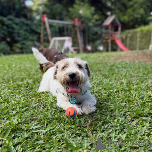 Zdjęcie №2 do zapowiedźy № 169115 na sprzedaż  jack russell terrier - wkupić się Finlandia prywatne ogłoszenie