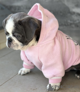 Zdjęcie №3. Egzotyczny mops. Serbia