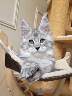 Zdjęcie №1. maine coon - na sprzedaż w Kolonia | negocjowane | Zapowiedź № 155921