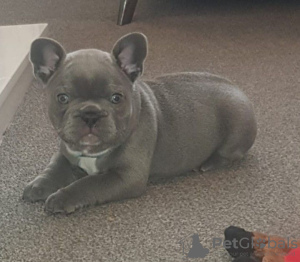 Zdjęcie №2 do zapowiedźy № 132181 na sprzedaż   - wkupić się Szwajcaria 