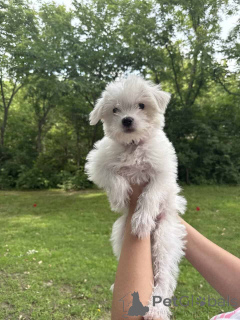 Zdjęcie №1. maltipu - na sprzedaż w Berlin | 4305zł | Zapowiedź №149845