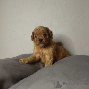 Zdjęcie №1. pudel (royal), pudel (zabawka) - na sprzedaż w Helsinki | 2631zł | Zapowiedź №163527