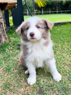 Zdjęcie №1. border collie - na sprzedaż w Monachium | negocjowane | Zapowiedź №159498