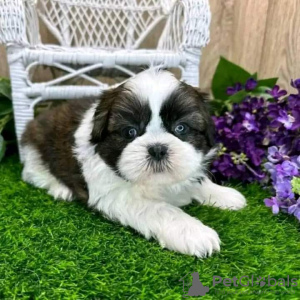 Zdjęcie №3. Szczenięta Shih Tzu. Szwajcaria