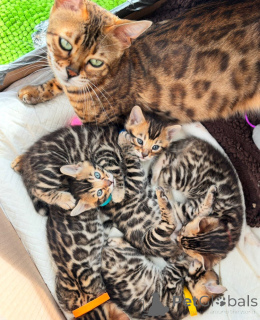 Zdjęcie №3. Reine Bengal-Kätzchen. Niemcy