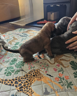 Zdjęcie №4. Sprzedam cane corso w Zachris. prywatne ogłoszenie - cena - 2153zł