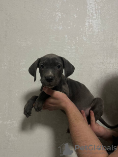 Zdjęcie №2 do zapowiedźy № 132736 na sprzedaż  american bully - wkupić się Federacja Rosyjska hodowca