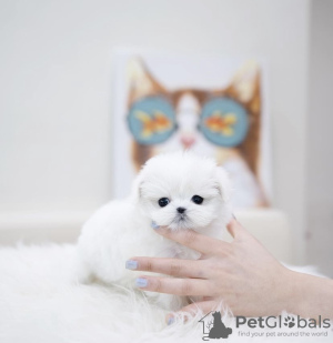 Zdjęcie №3. Bichon Fryz. USA