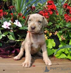 Zdjęcie №2 do zapowiedźy № 163871 na sprzedaż  dog niemiecki - wkupić się Austria prywatne ogłoszenie, hodowca