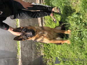 Zdjęcie №2 do zapowiedźy № 139199 na sprzedaż  owczarek niemiecki - wkupić się Serbia 