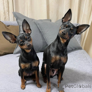 Zdjęcie №4. Sprzedam doberman w Berchtesgaden. hodowca - cena - 2153zł