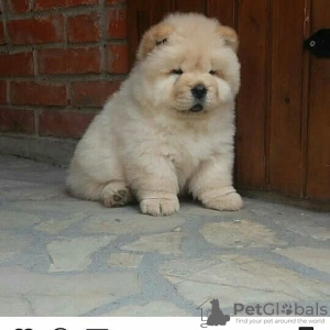 Zdjęcie №3. Chow Chow Mladički. Słowenia