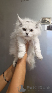 Zdjęcie №1. maine coon - na sprzedaż w Aalen | negocjowane | Zapowiedź № 156650