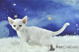 Zdjęcie №3. Devon Rex -pennut valmiina uusiin koteihin. Finlandia