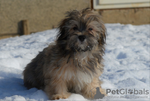 Zdjęcie №3. Pies Havana Bichon. Federacja Rosyjska