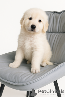 Zdjęcie №4. Sprzedam  w Kijów. prywatne ogłoszenie - cena - negocjowane