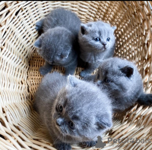 Zdjęcie №2 do zapowiedźy № 72819 na sprzedaż  scottish fold - wkupić się Finlandia prywatne ogłoszenie, hodowca