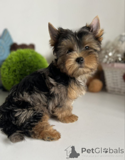 Zdjęcie №4. Sprzedam yorkshire terrier w Berlin. prywatne ogłoszenie, ze schronu - cena - 2631zł