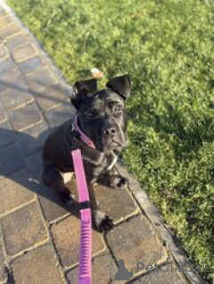 Zdjęcie №2 do zapowiedźy № 168839 na sprzedaż  cane corso - wkupić się USA hodowca