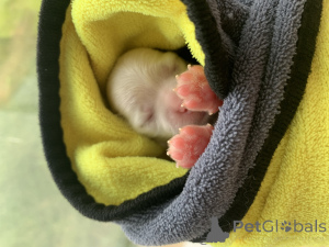 Zdjęcie №2 do zapowiedźy № 146079 na sprzedaż  maltańczyk - wkupić się Federacja Rosyjska prywatne ogłoszenie, hodowca