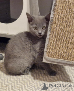 Zdjęcie №2 do zapowiedźy № 151630 na sprzedaż  kot kartuski - wkupić się Niemcy 