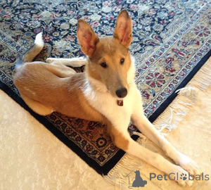 Zdjęcie №1. owczarek szkocki długowłosy - na sprzedaż w Aizlingen | 2870zł | Zapowiedź №157828