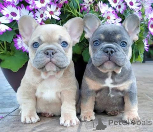 Zdjęcie №1.  - na sprzedaż w AchenkiRCch | 3253zł | Zapowiedź №163488