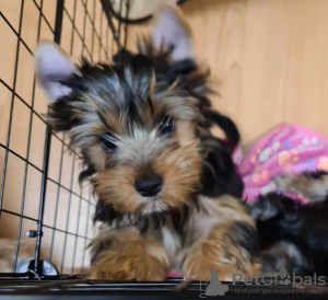 Zdjęcie №1. yorkshire terrier - na sprzedaż w Krasnodar | 793zł | Zapowiedź №10868