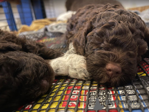 Dodatkowe zdjęcia: Szczenięta Lagotto Romagnolo